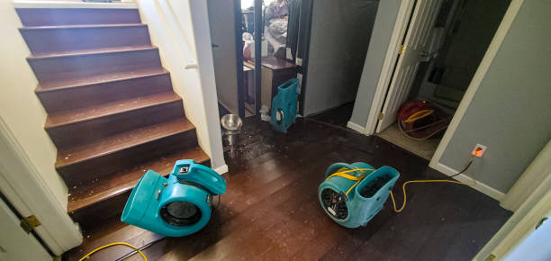 Best Mold removal after water damage  in Harlan, KY