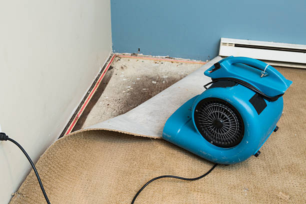 Best Basement water damage restoration  in Harlan, KY
